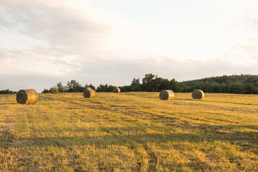 CAMPO 2
